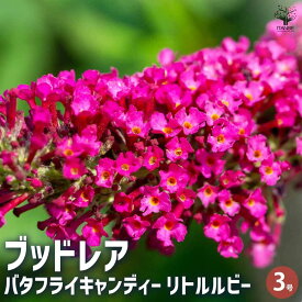 【送料無料】ブッドレア バタフライキャンディー リトルルビー 花苗 3号ポット 1個売り 花苗 花の苗 ブッドレア ブットレア 鉢植え 地植え お祝い 育て方 育てやすい 送料無料 即納