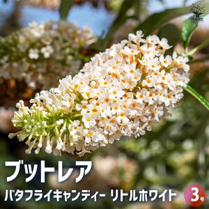 y}\N[|zzzubhA o^tCLfB[ gzCg ԕc 3|bg 1 ԕc Ԃ̕c ubhA ubgA A nA j ĕ Ă₷ 