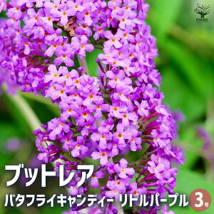 y}\N[|zzzubhA o^tCLfB[ gp[v ԕc 3|bg 1 ԕc Ԃ̕c ubhA ubgA A nA j ĕ Ă₷ 