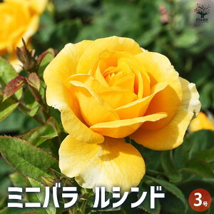 y}\N[|zzz~jKN Vh ԕc 3|bg oc o̕c KNc KN̕c ԕc Ԃ̕c [YK[f CObVK[f rose o t[K[f 