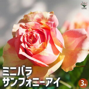 yz~jKN TtHj[AC ԕc 3|bg oc o̕c KNc KN̕c ԕc Ԃ̕c [YK[f CObVK[f rose o t[K[f  [