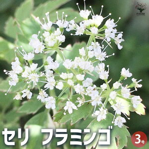 y}\N[|zzzZ t~S ԕc 3|bg ԕc Ԃ̕c  c J[[t Z t~S 񂹐A A  [