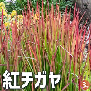 yzg`K ԕc 3|bg ԕc Ԃ̕c g`K xj`K g bho J`K Wpj[YubhOX  [