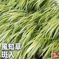 【送料無料】風知草 ( フウチソウ ) 斑入 小 花苗 3号ポット カラーリーフの苗 カラーリーフ ノシラン 風…