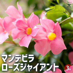 yz}fr [YWCAg ԕc 3|bg Ԗ Ԃ̕c Ԗ؂̕c N c  [