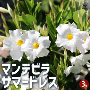 yz}fr T}[hX ԕc 3|bg Ԗ Ԃ̕c Ԗ؂̕c N c  [