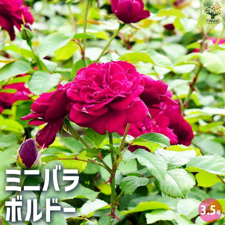 楽天市場】【マラソン期間☆ポイントアップ】ミニ薔薇 ボルドー 【花苗  