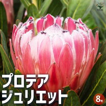 楽天市場】プロテア 苗（花・ガーデン・DIY）の通販