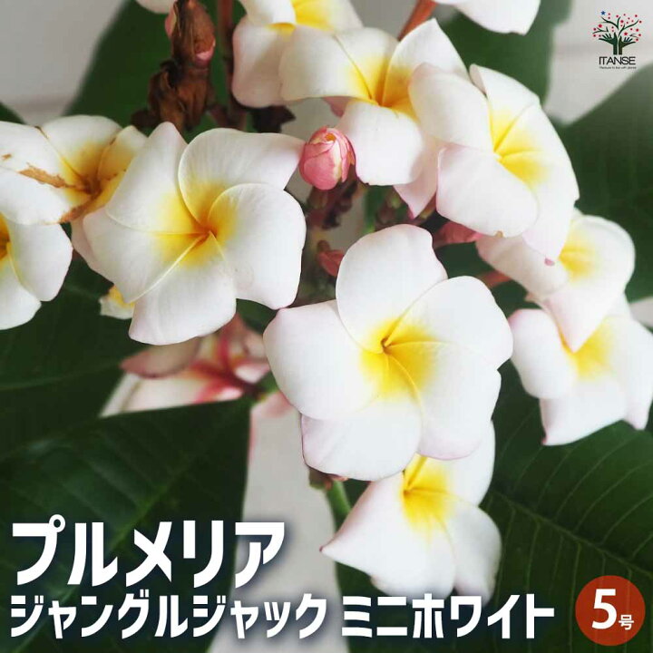 楽天市場】ITANSE プルメリア苗木 ジャングルジャックホワイト 花木苗 