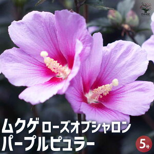 【マラソン期間★ポイント5倍】ムクゲ パープルピュラー 花苗 5号ポット 1個売り ローズオブシャロン ハチス キハチス モクゲ 送料無料 即納