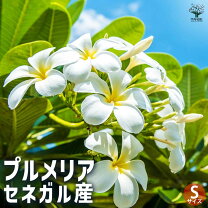 楽天市場】プルメリア 苗木の通販