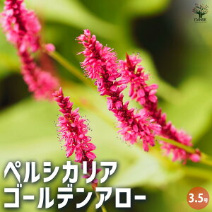 yzyVJA S[fA[ ԕc 3.5|bg Ԃ̕c J[[t OhJo[ nMO  [