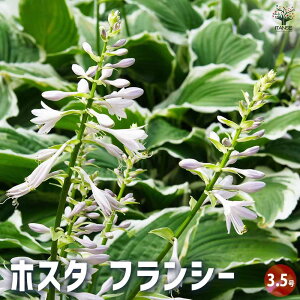 ySSԑSi10OFFzzX^ tV[ ԕc 3.5|bg 1 M{EV [ VF[hK[f Ԃ̕c  [