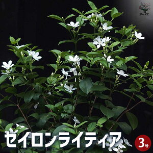 yzZCCeBA Ԗؕc 3|bg ZCCeBA zCgGWF CeBA  zCg   [