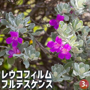 y}\N[|zzzERtB teXPX Ԗؕc 3|bg Ԗ؂̕c ԕc Ԃ̕c  c  [