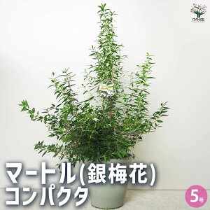 y}\N[|zzz}[g ( ~ ) RpN^ Ԗؕc 5 1 }[g RpN^ MoCJ ~ ⍁~ u Ԗ Ԗؕc  [