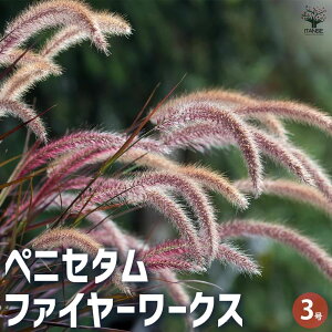 yzyjZ^ t@C[[NX ԕc 3|bg ԕc Ԃ̕c J[[t h K[fjO  [