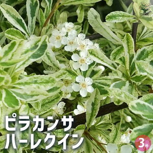 yzsJT n[NC Ԗؕc 3|bg Ԗ Ԗؕc sJT n[NC gLTUV _ gsA[   gt  [