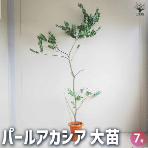 y}\ԁPAbvzp[AJVA Ԗؕc 7 1 AJVA flower  t[AWg ~jAWg  [