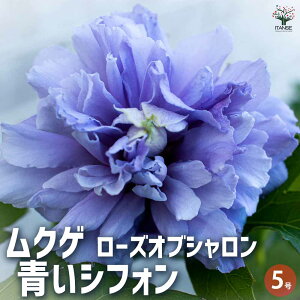 【マラソン期間★ポイント5倍】ムクゲ ローズオブシャロン 青いシフォン 花苗 5号ポット 1個売り ローズオブシャロン ハチス キハチス モクゲ 八重咲き 送料無料 即納