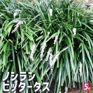 yzmV rb^[^X ԕc 5|bg ԕc Ԃ̕c J[[t c mV l ItBI|S Vo[[t  [