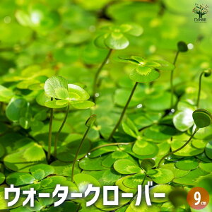 yzEH[^[N[o[ ԕc 9cm|bg c fW\E fW\E fW\E A ӐA V_A  N  [