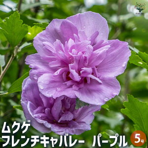 【マラソン期間★ポイント5倍】ムクゲ フレンチキャバレーパープル 花木苗 5号 1個売り ハチス キハチス 木槿 モクゲ 送料無料 即納