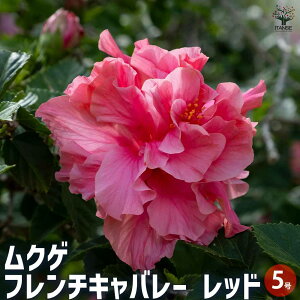 【マラソン期間★ポイント5倍】ムクゲ フレンチキャバレーレッド 花木苗 5号 1個売り ハチス キハチス 木槿 モクゲ 送料無料 即納