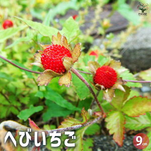 yzւт ԕc 9cm N`iC`S  OhJo[  [