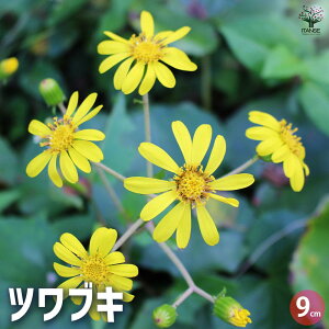 yzcuL ԕc 9cm ԕc Ԃ̕c  c  t J[[t cuL Farfugium japonicum LN Ԃ  [