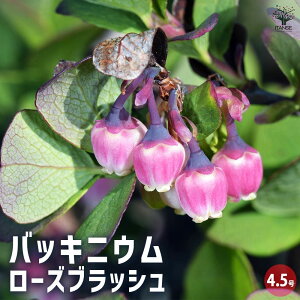 yzobLjE [YubV Ԗؕc 4.5 1 I[i^x[ u[x[ J[[t  [