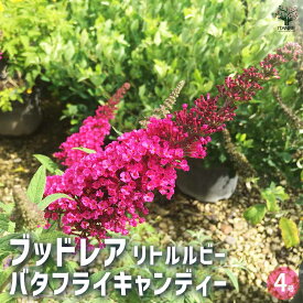 【送料無料】ブッドレア バタフライキャンディー リトルルビー 花木苗 4号 花苗 花の苗 ブッドレア ブットレア 鉢植え 地植え お祝い 育て方 育てやすい 送料無料 即納
