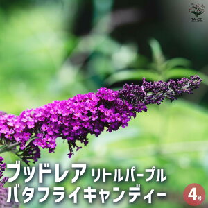 【送料無料】ブッドレア バタフライキャンディー リトルパープル 花木苗 4号 花苗 花の苗 ブッドレア ブットレア 鉢植え 地植え お祝い 育て方 育てやすい 送料無料 即納