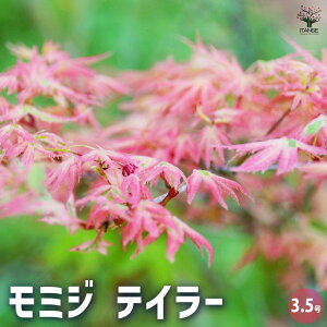 yz~W eC[ Ԗؕc 3.5 1  [