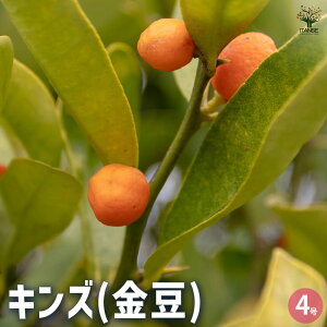 yzLY (  ) Ԗؕc 4  [