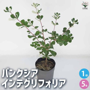 yzoNVA CeOtHA Ԗؕc 5 1  [