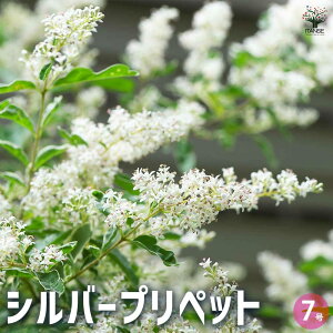 yzVo[vybg Ԗؕc 7 1  [