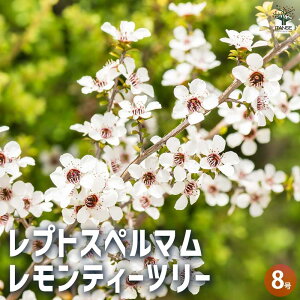 yzvgXy} eB[c[ Ԗؕc 8 1  [