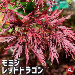 yz~W bhhS Ԗؕc 4 1  [