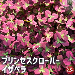 yzvZXN[o[ CUx ԕc 2.5  [