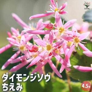 yz啶 ( _CW\E )  ԕc 4.5 1  [