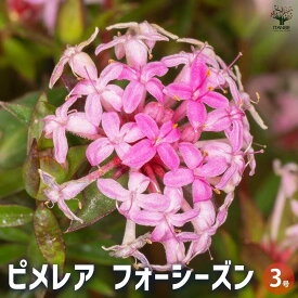 【ポイント2倍★マラソン期間】ピメレア フォーシーズン 花木苗 3号 送料無料 即納