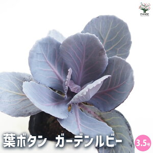 yzt{^ K[fr[ ԕc 3.5  [