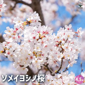 【送料無料】桜 染井吉野 ( ソメイヨシノ ) 花木苗 4.5号ポット 1個売り サクラ さくら cherry blossom Cerasus spachiana 園芸品種 シンボルツリー 送料無料 即納