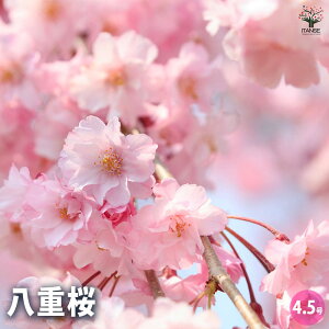 yz d Ԗؕc 4.5|bg 1 TN  cherry blossom Cerasus spachiana |i V{c[  [