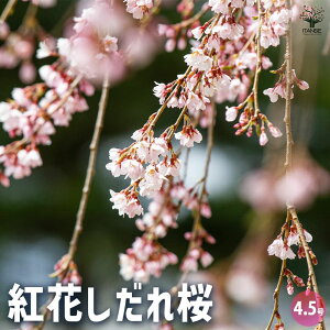 ySSԑSi10OFFz gԂ Ԗؕc 4.5|bg 1 TN  cherry blossom Cerasus spachiana |i V{c[  [