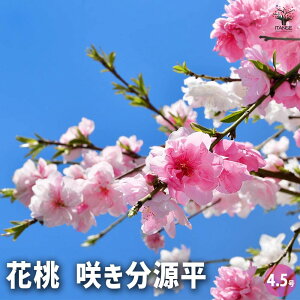 yzԓ 炫 Ԗؕc 4.5|bg 1 nA A x_ K[fjO Ԓd 뉀 v[g j j 蕨 a  [