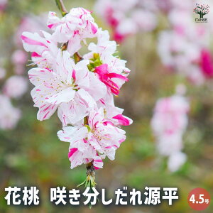 yzԓ 炫ꌹ Ԗؕc 4.5|bg 1 nA A x_ K[fjO Ԓd 뉀 v[g j j 蕨 a  [