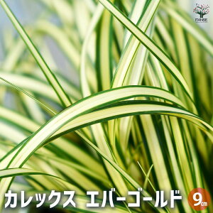 yzJbNX Go[S[h ԕc 9cm|bg J[[t ̕c  c [t JbNX Carex oshimensis JcOT  [