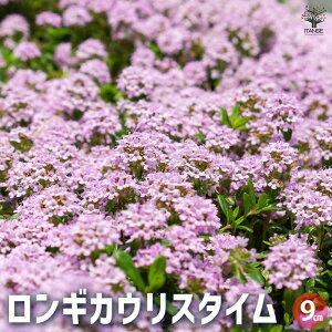 yzMJEX^C ԕc 9cm|bg Ԃ̕c N J[[t OhJo[ c Ԗ  A K[fjO CeAO[ ӏ Mtg v[g 蕨  